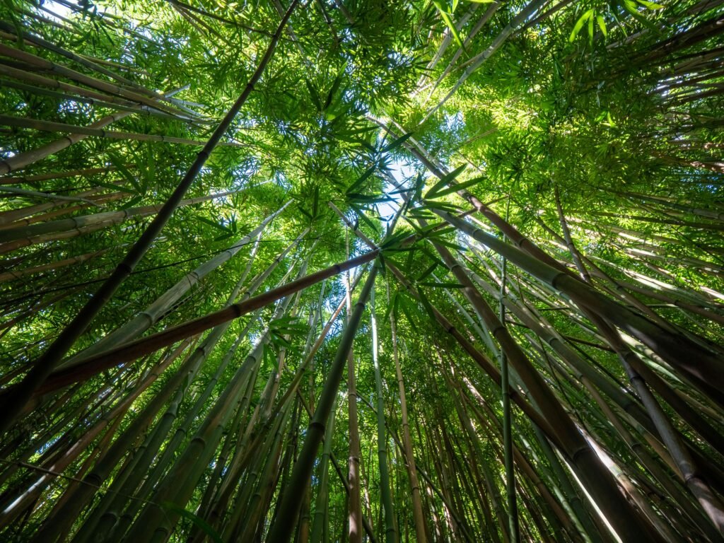 Looking up at tall bamboo with sunlight shining through the leaves in Arashiyama Bamboo Grove.