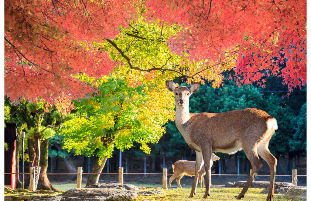 Nara Park