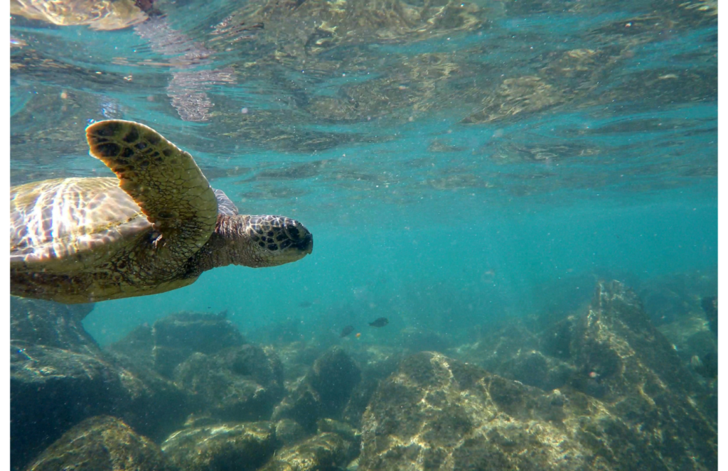 A turtle under the water