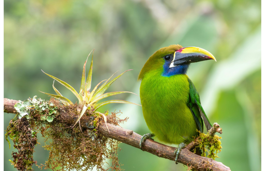 Emerald Toucanet on Moss-Covered Branch in Costa Rica - Packing List For Costa Rica