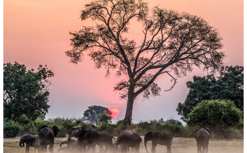 Zimbabwe Elephant Sunset