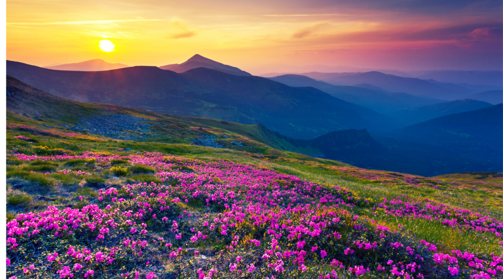 europe-mountain-landscape-sunset-wildflowers