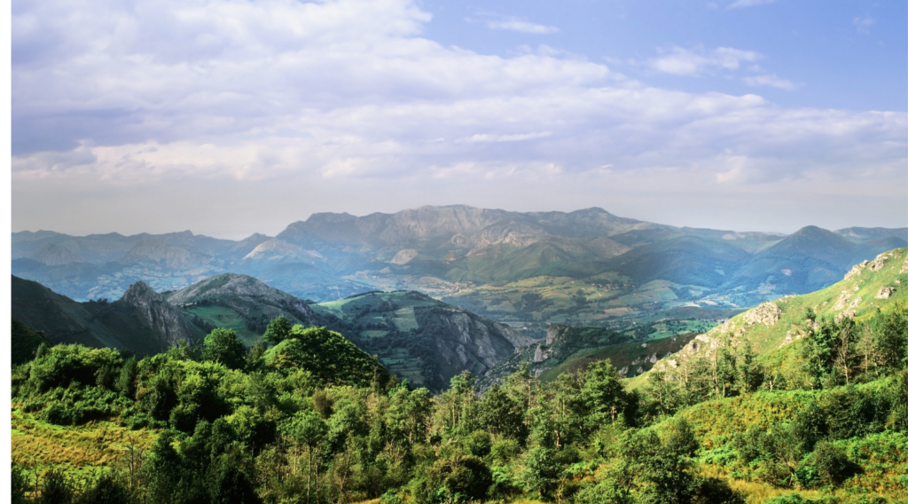 a forest in asturias