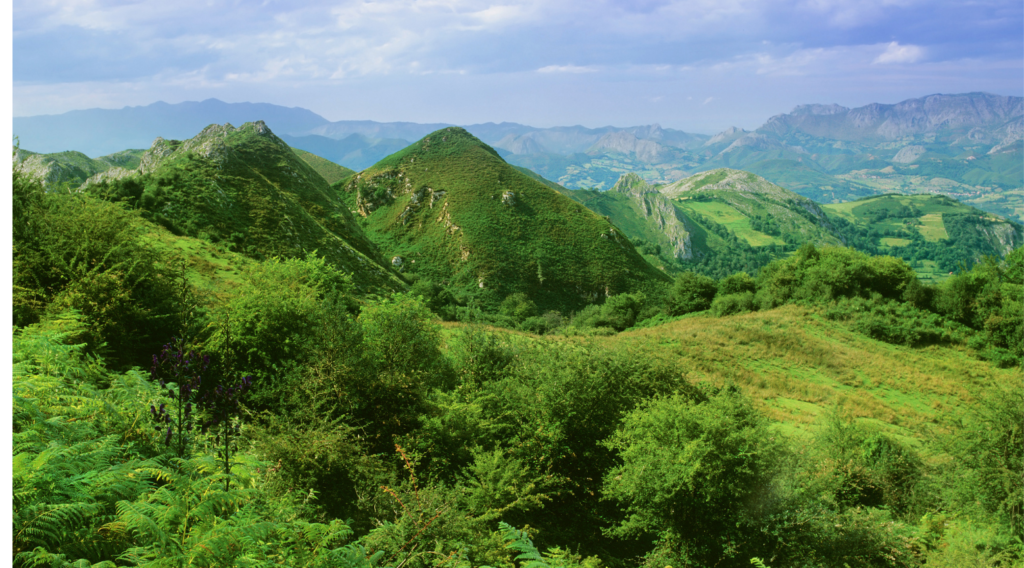 Lush green forest in asturias-  best time to visit Asturias